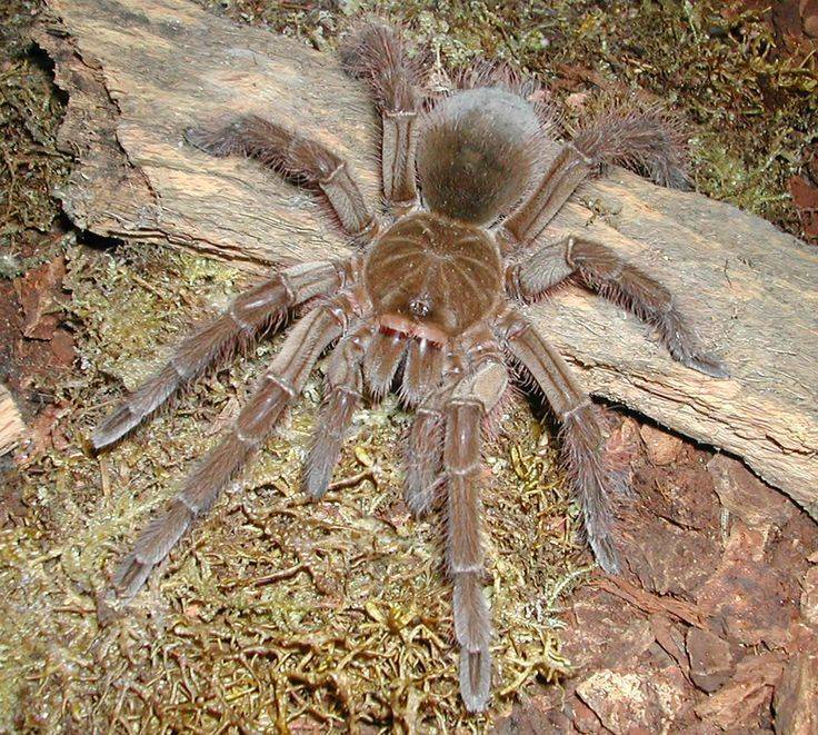Описание и фото самых больших пауков в мире