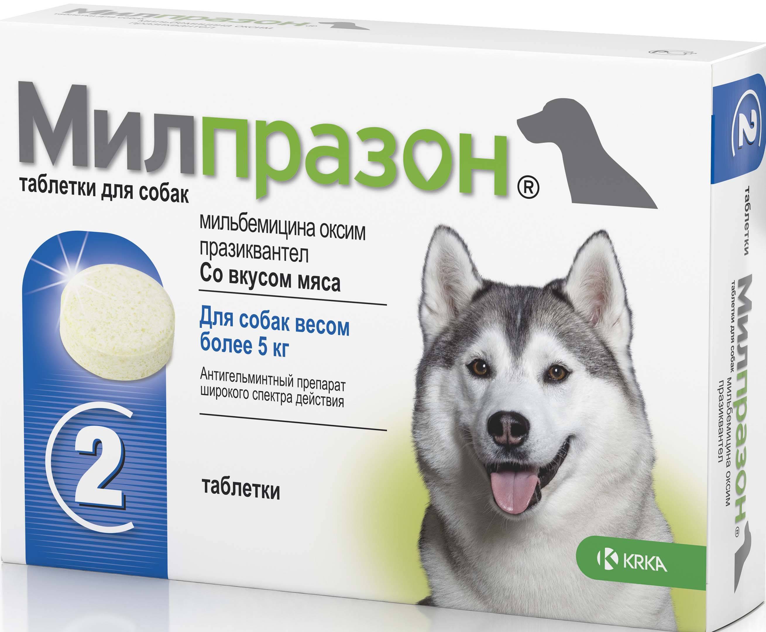 Выбор и применение таблеток от глистов для собак