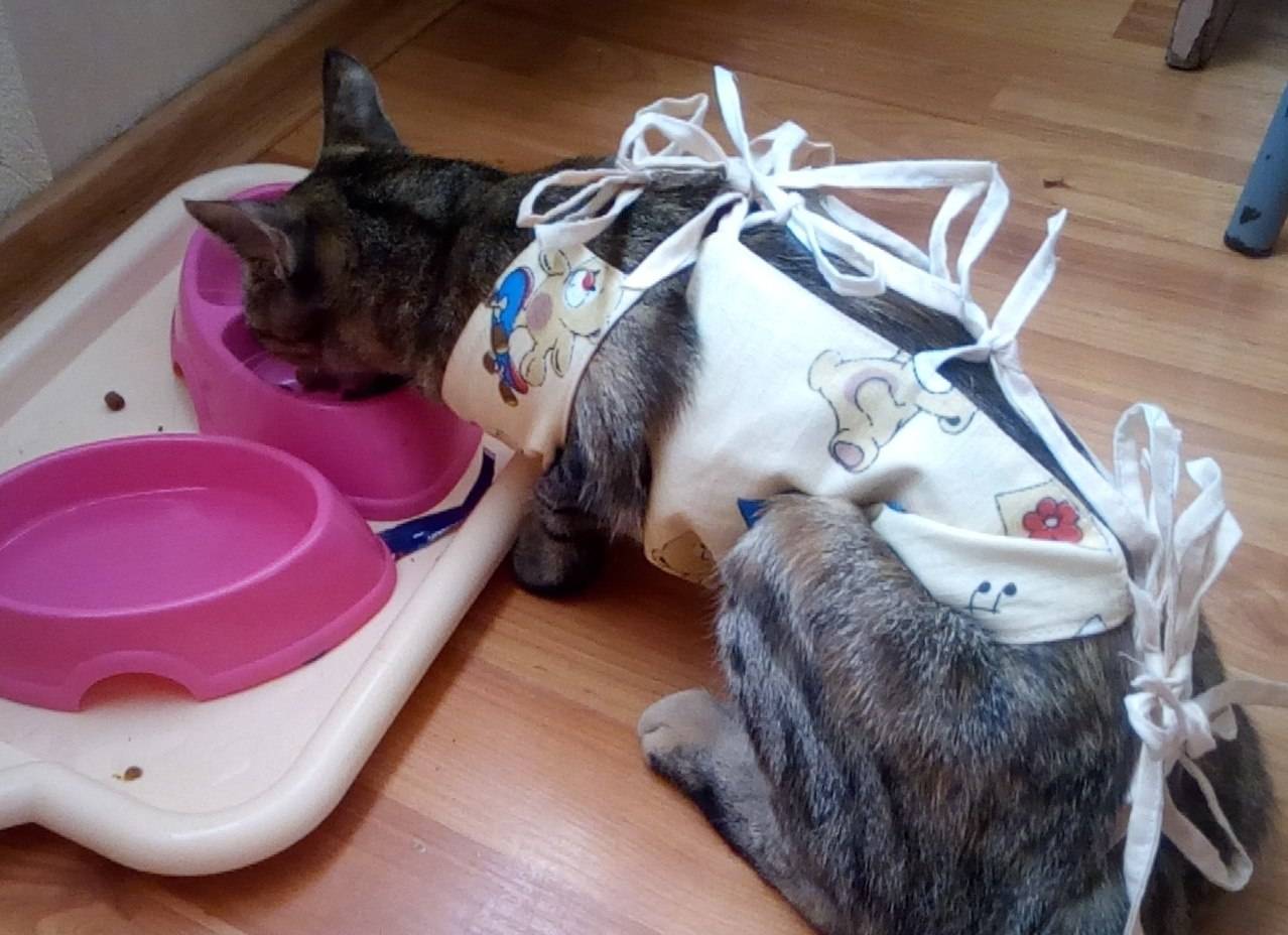 3 причины почему кот не пьет воду - последствия - kotiko.ru