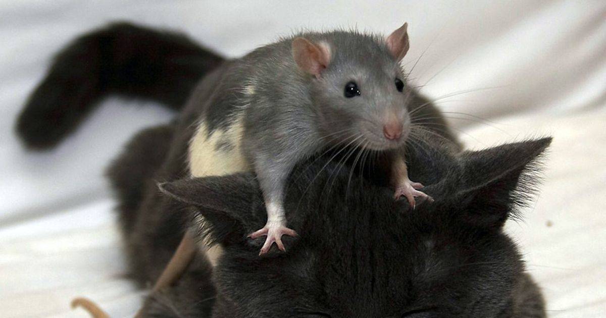 Как смеются крысы и почему они это делают