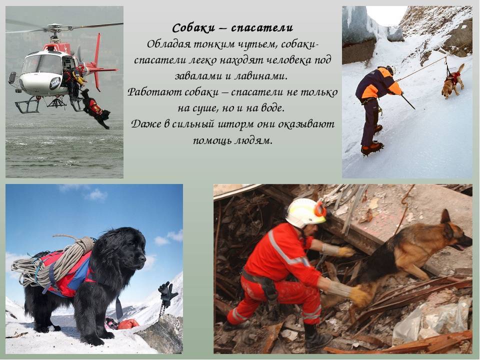 Собака спасатель. история, особенности, породы и дрессировка собак спасателей | живность.ру