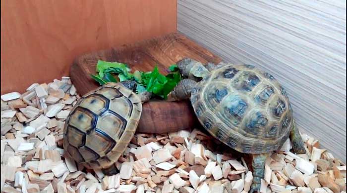 Сколько стоит красноухая и сухопутная черепаха в зоомагазине, на рынке и «с рук»