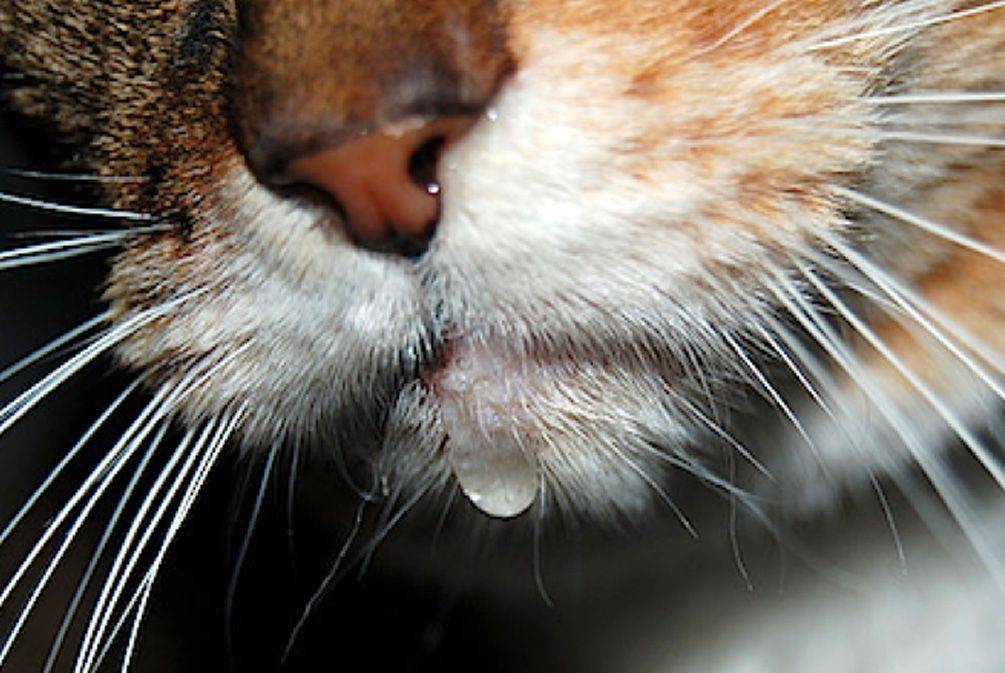 Почему у кота текут слюни изо рта: причины и лечение слюноотделения