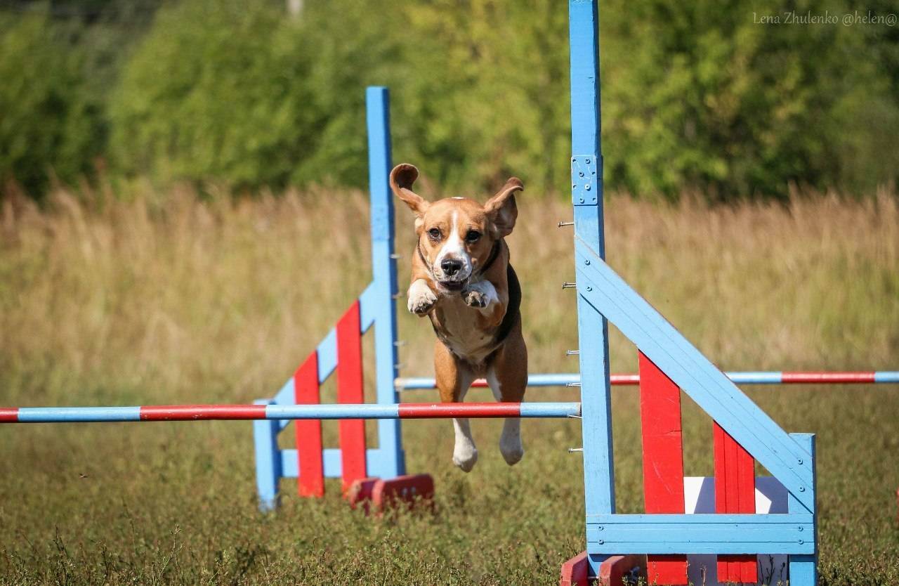 Аджилити: специфика спорта для активных собак