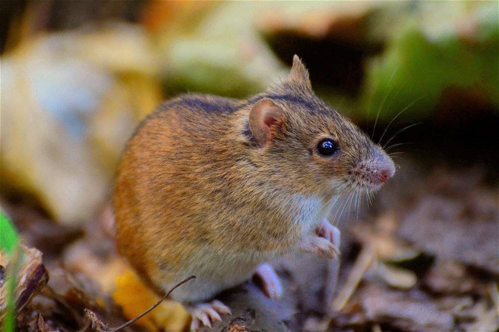 Как быстро и эффективно избавиться от полевых мышей?