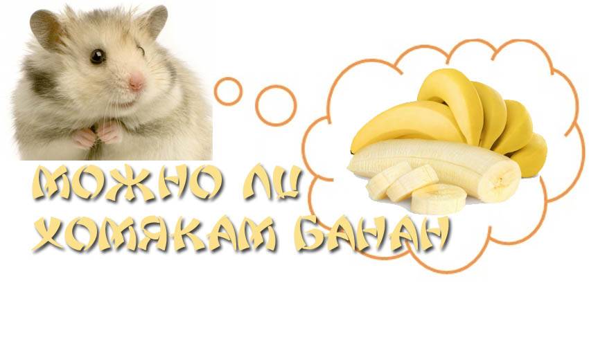Можно ли домашней крысе давать банан, почему и сколько