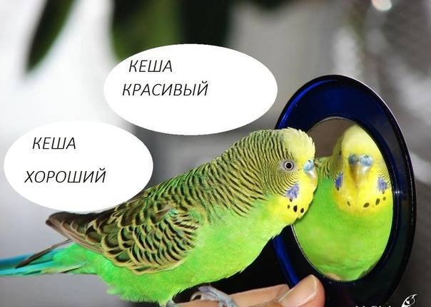 Как научить разговаривать волнистого попугая девочку?