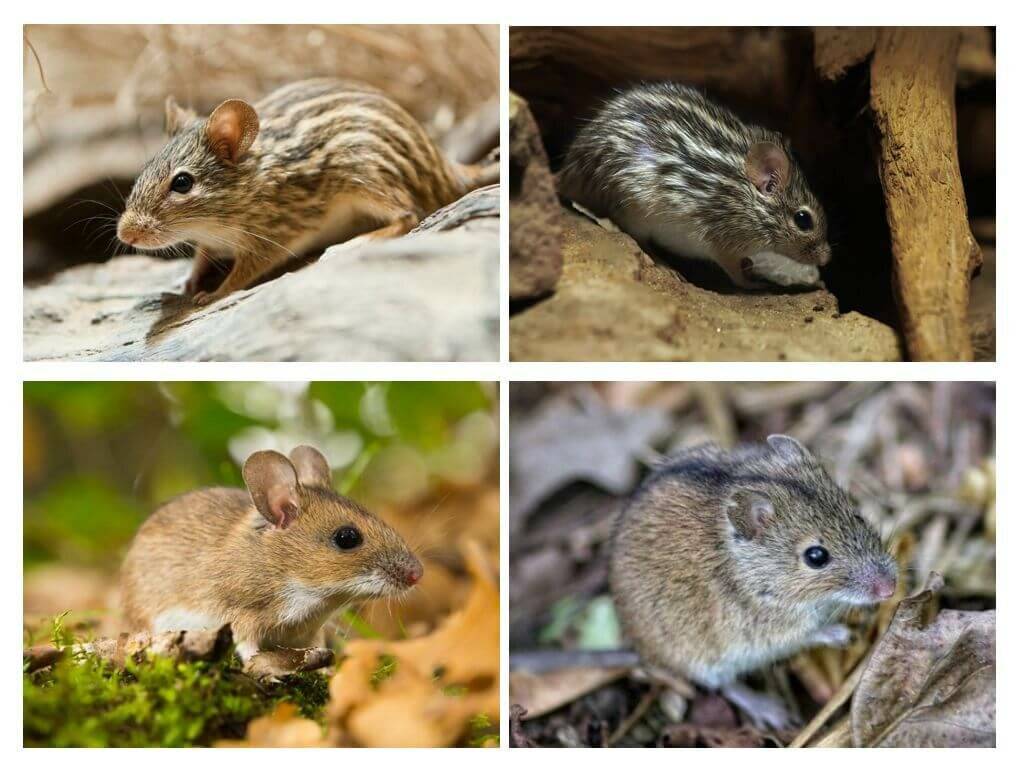 Мышь соня - все о грызуне в домашних условиях и дикой природе