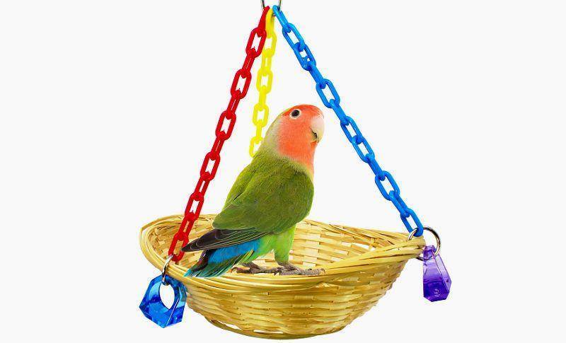 Уход, содержание и кормление волнистого попугая в домашних условиях