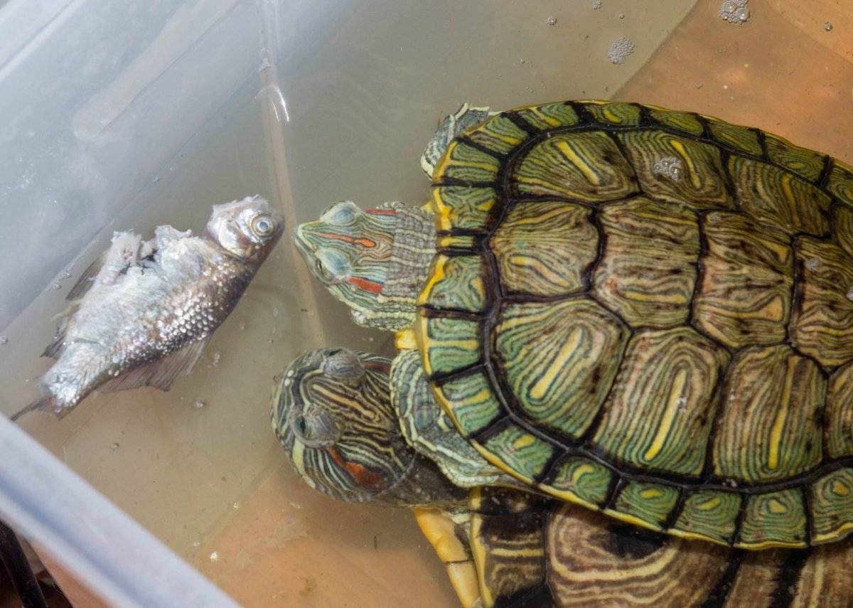 Черепаха красноухая: уход в домашних условиях, содержание, что едят, фото