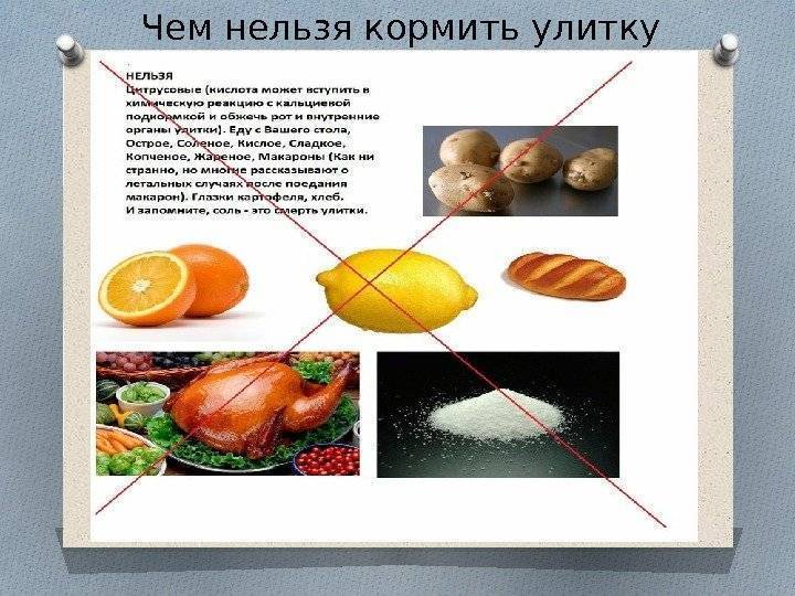 Ласка животное в домашних условиях