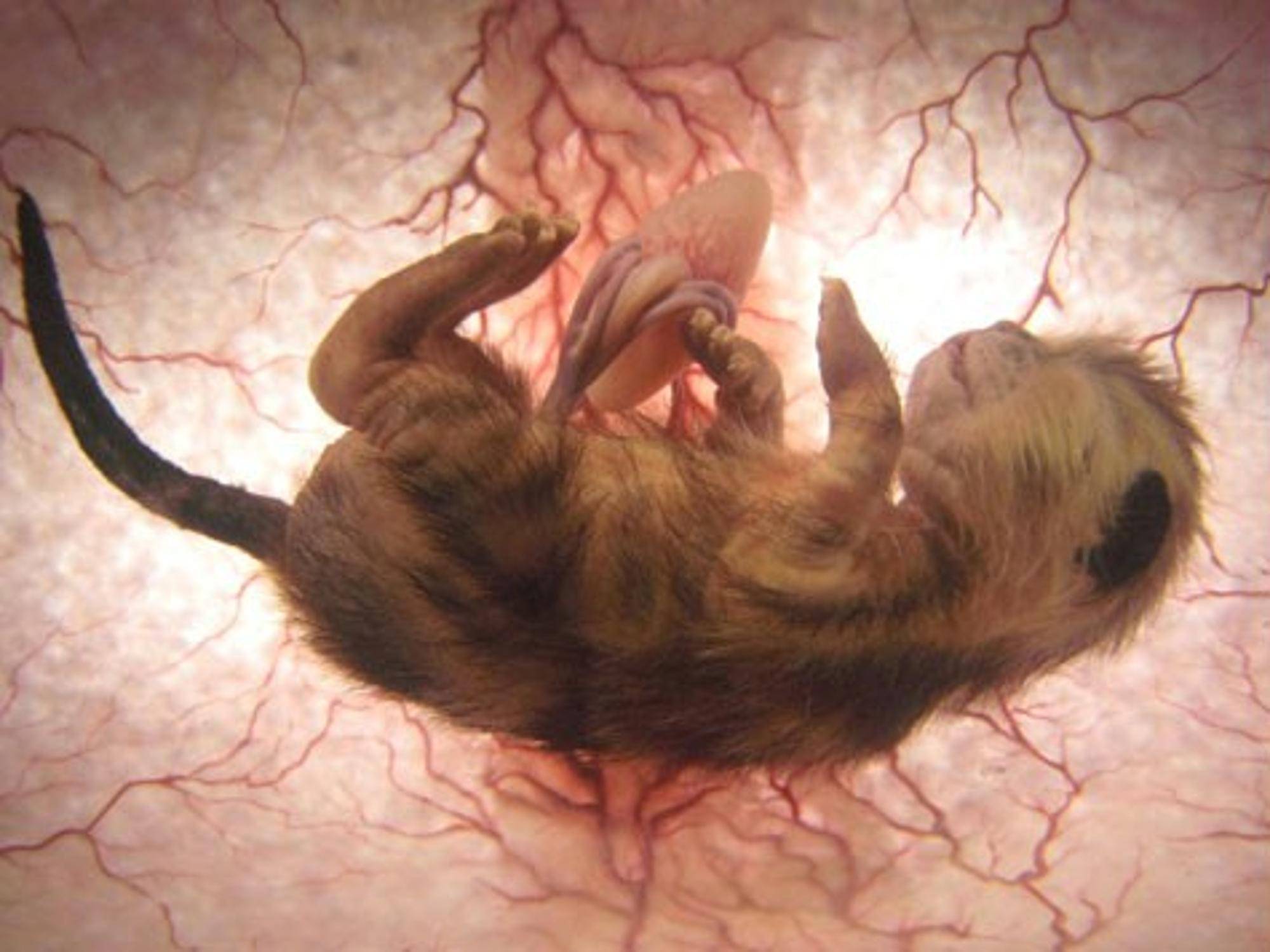 Стерилизация беременной кошки: плюсы и минусы