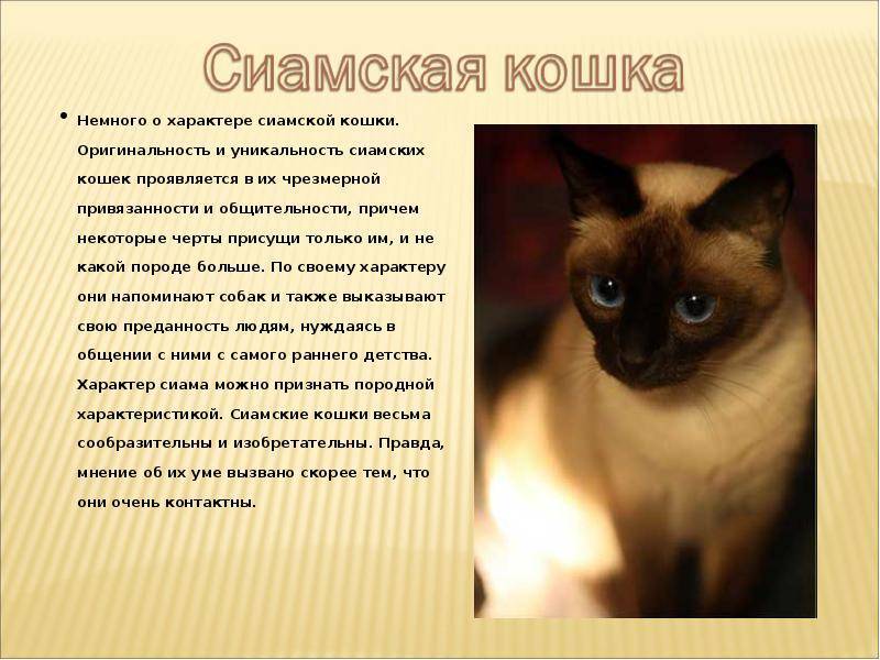 Сиамская кошка описание породы и характера