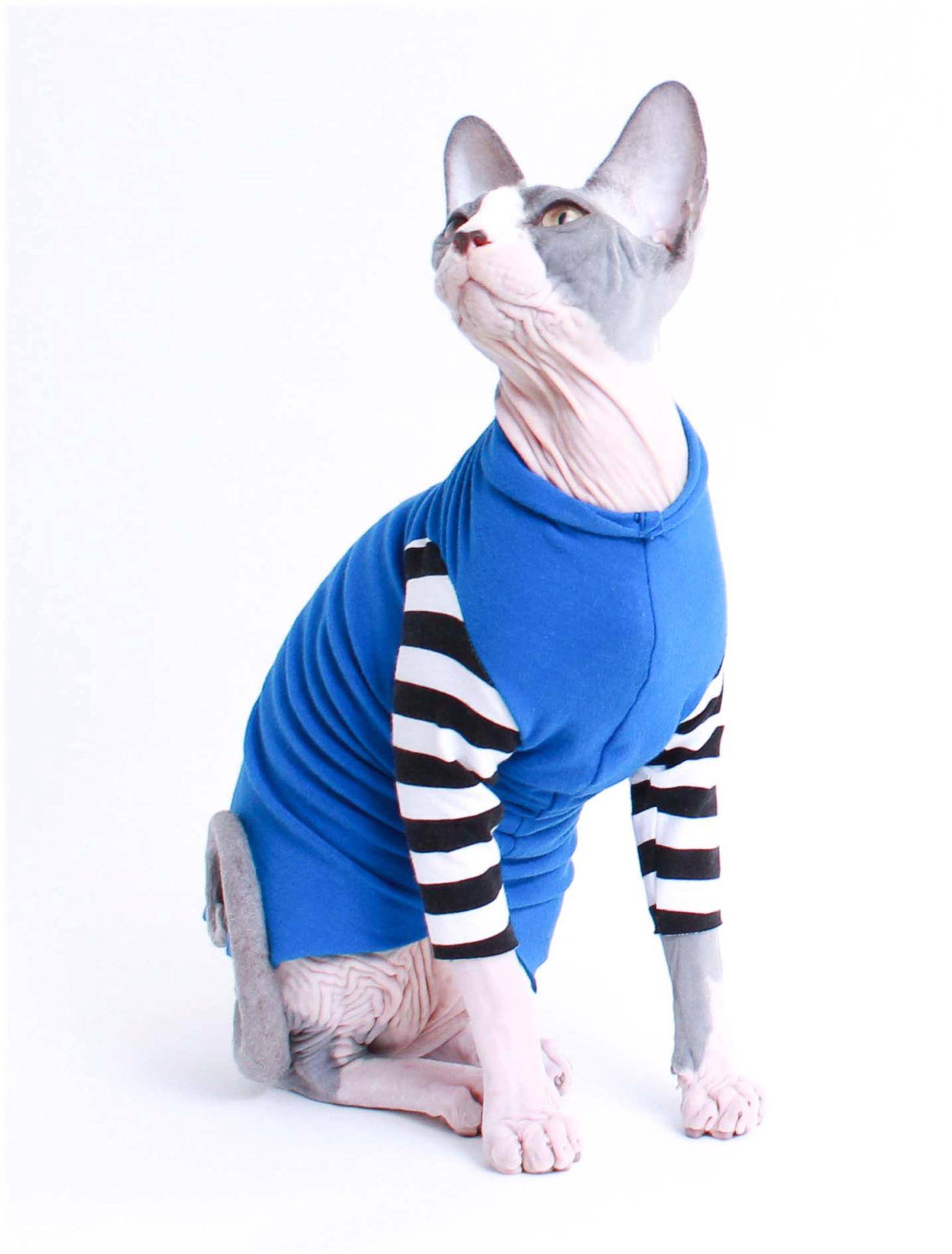 Одежда для кошки: сделать самому своими руками создаем наряды для питомцев