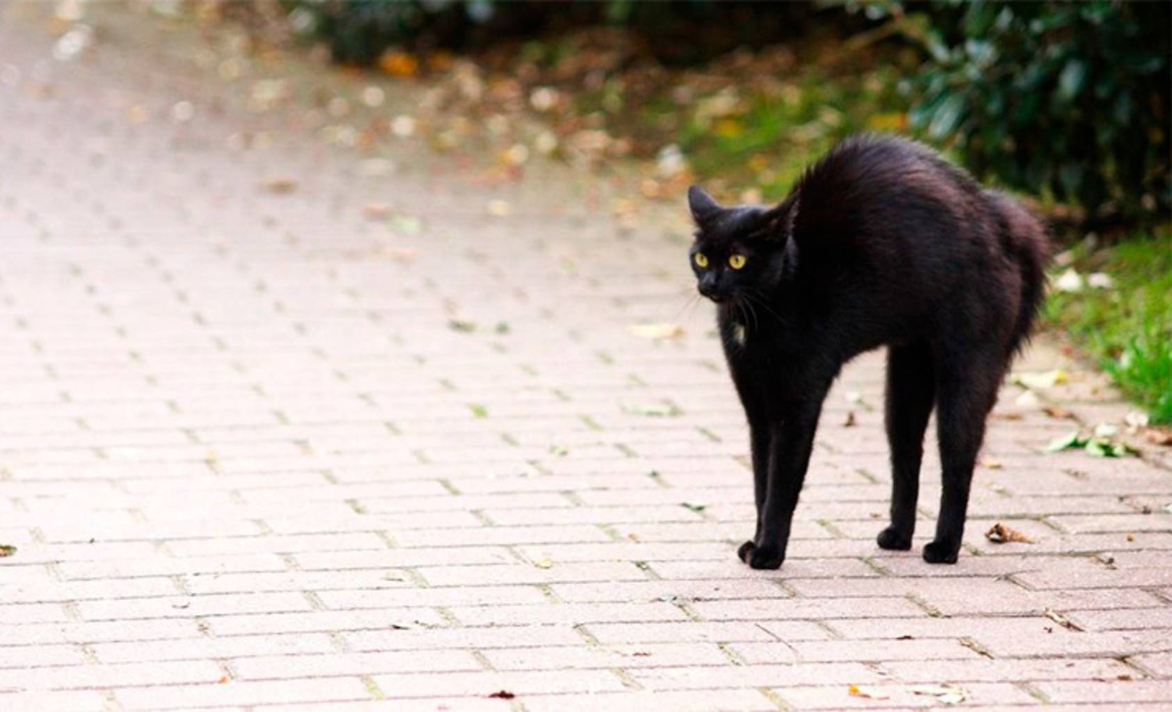 Приметы про черного кота в доме: хорошо или плохо, что означает