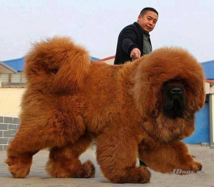 Самая большая собака в мире – тибетский мастиф |