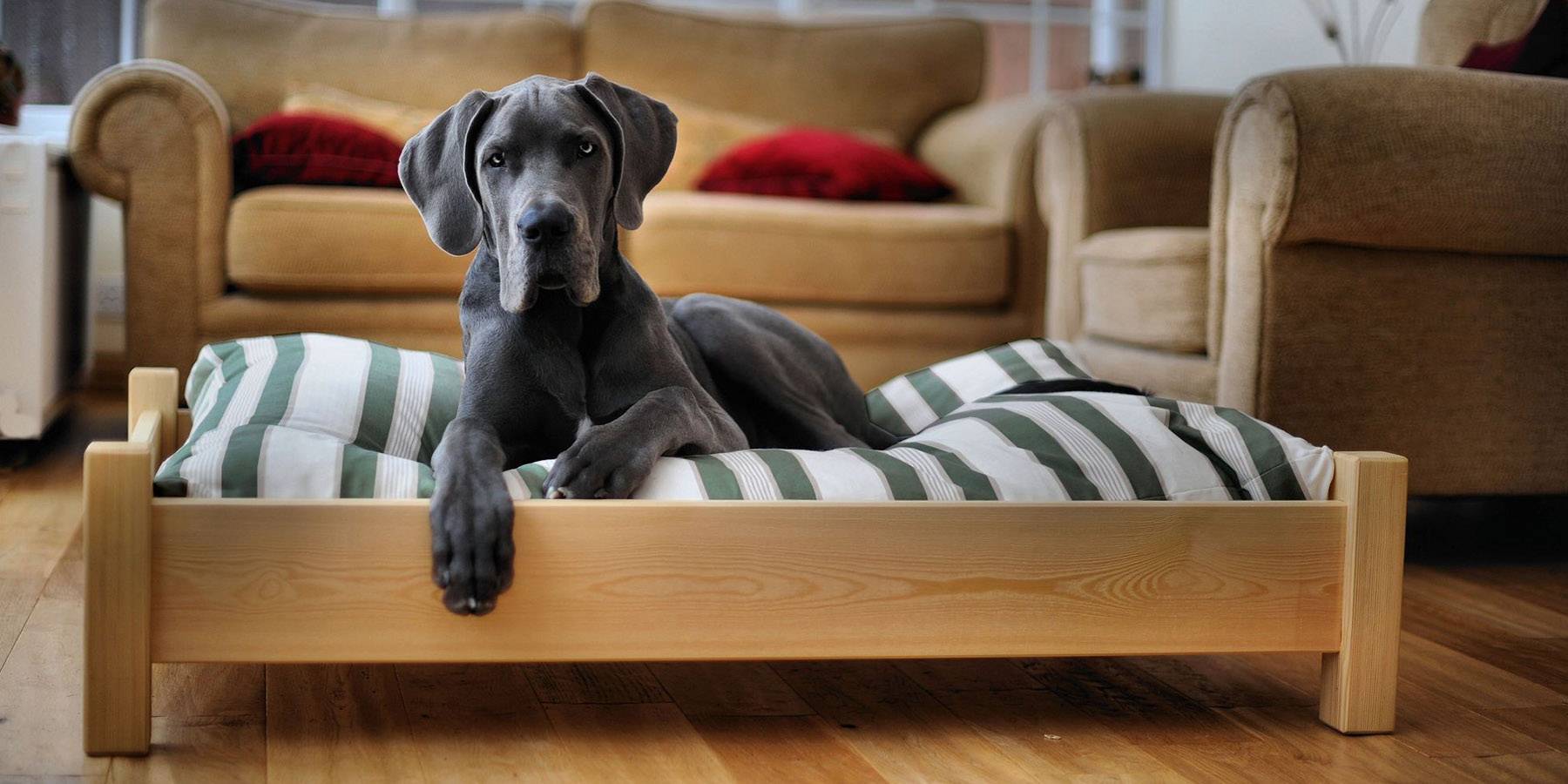 Как отучить собаку грызть мебель – 8 простых и верных способов | ваши питомцы