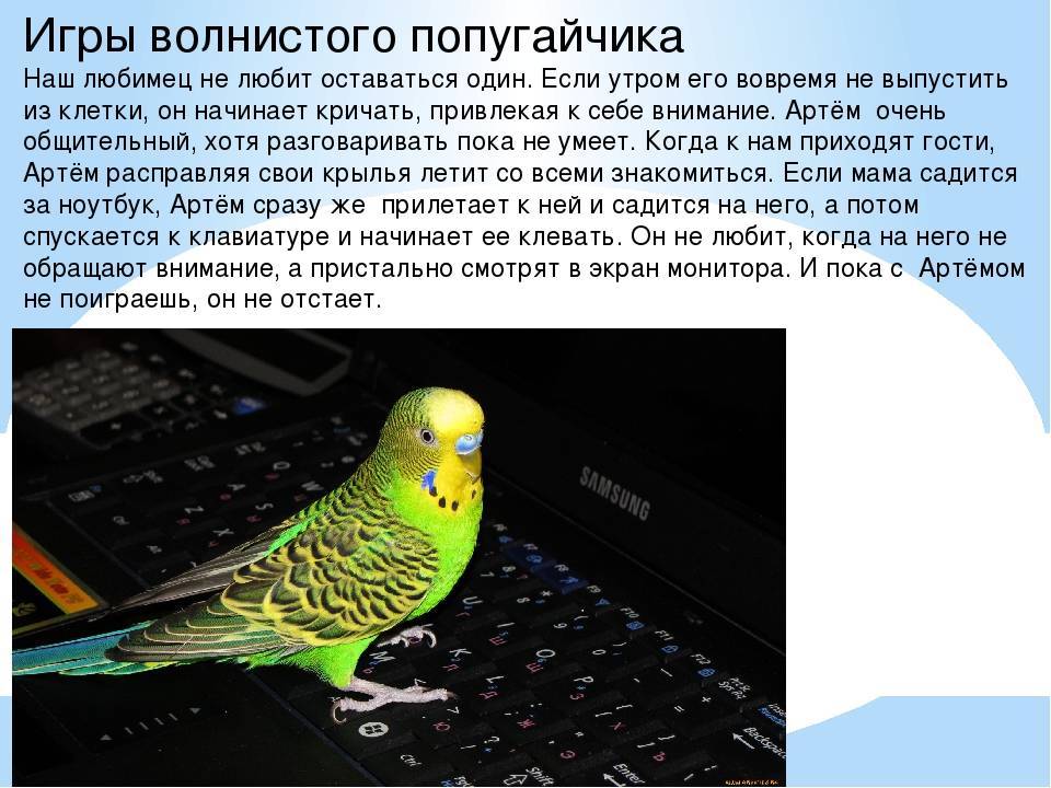 Волнистые попугаи – фото, описание, содержание, питание, купить