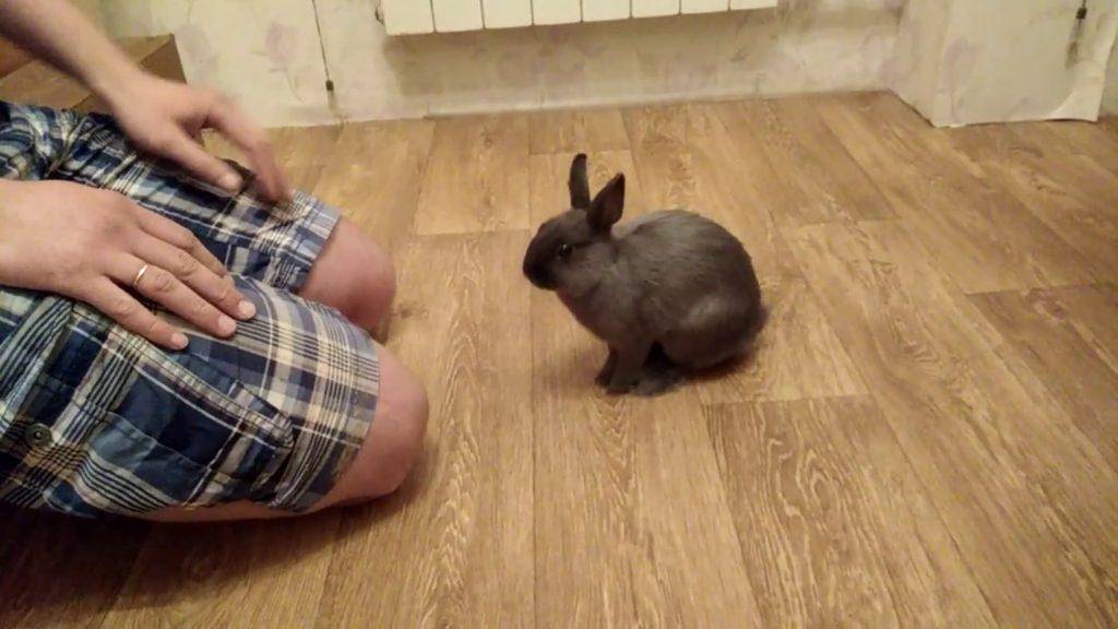 ᐉ как дрессировать кролика в домашних условиях - zooon.ru