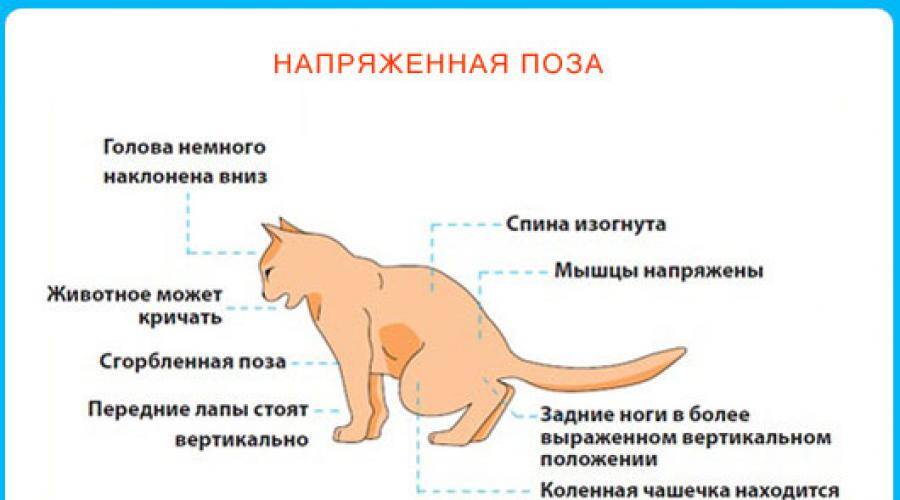 Цистит у кошки: признаки, симптомы и лечение в домашних условиях