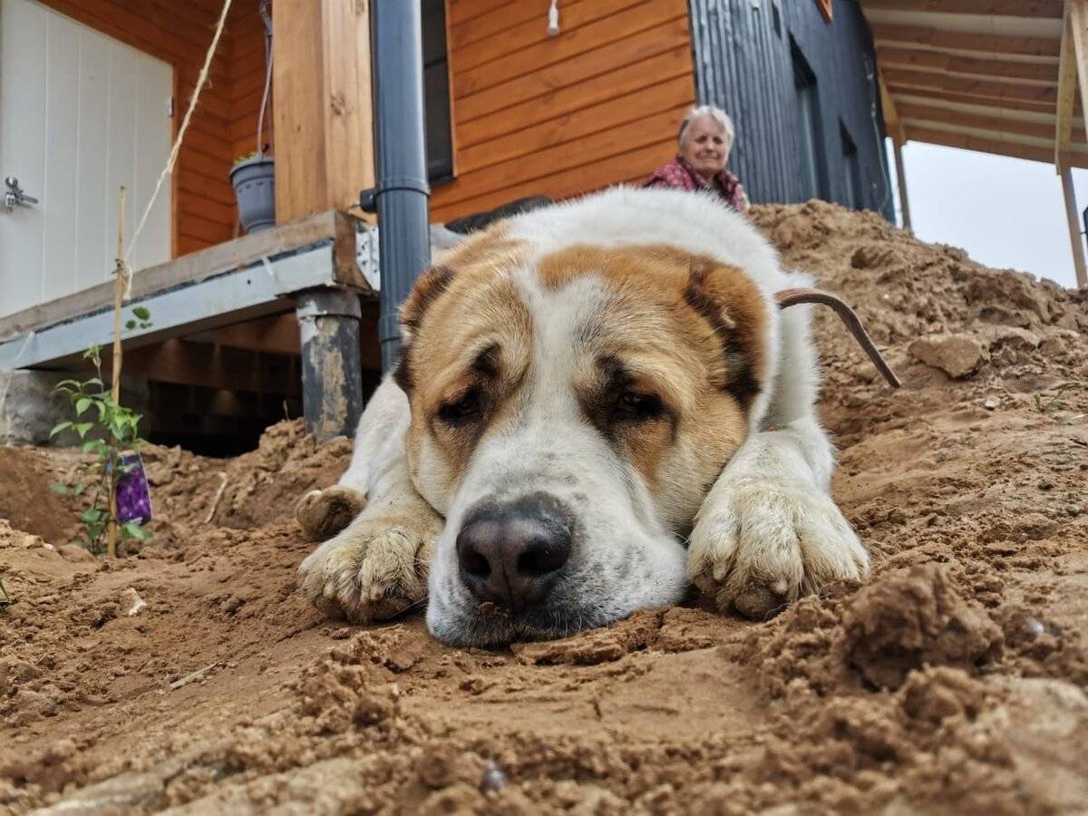 Как отучить собаку копать ямы во дворе: 12 простых решений | ваши питомцы