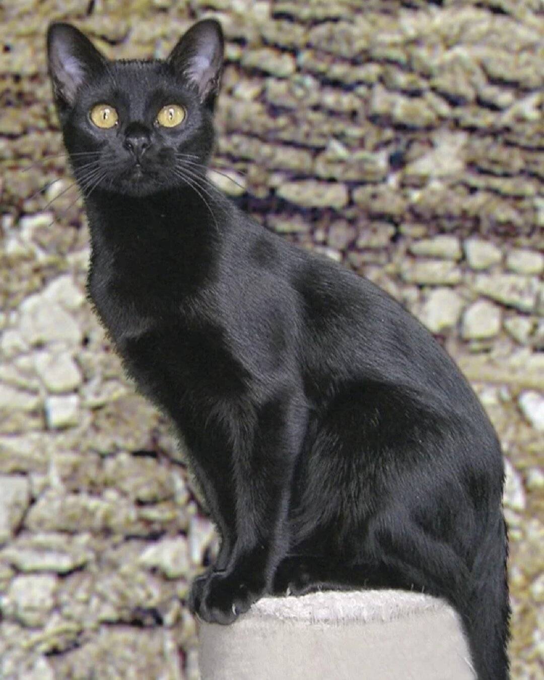Бомбейская кошка