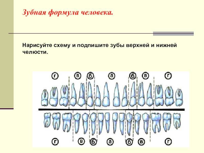 Зубная формула собаки фото