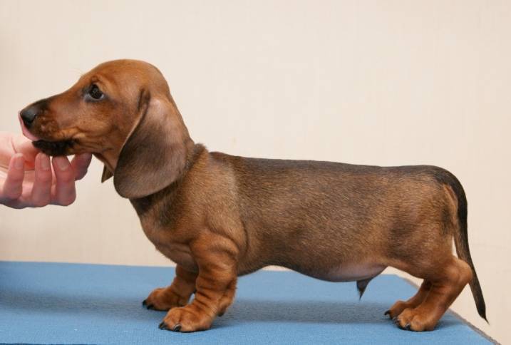 Маленькие породы собак — топ-35 пород с фото и кратким описанием