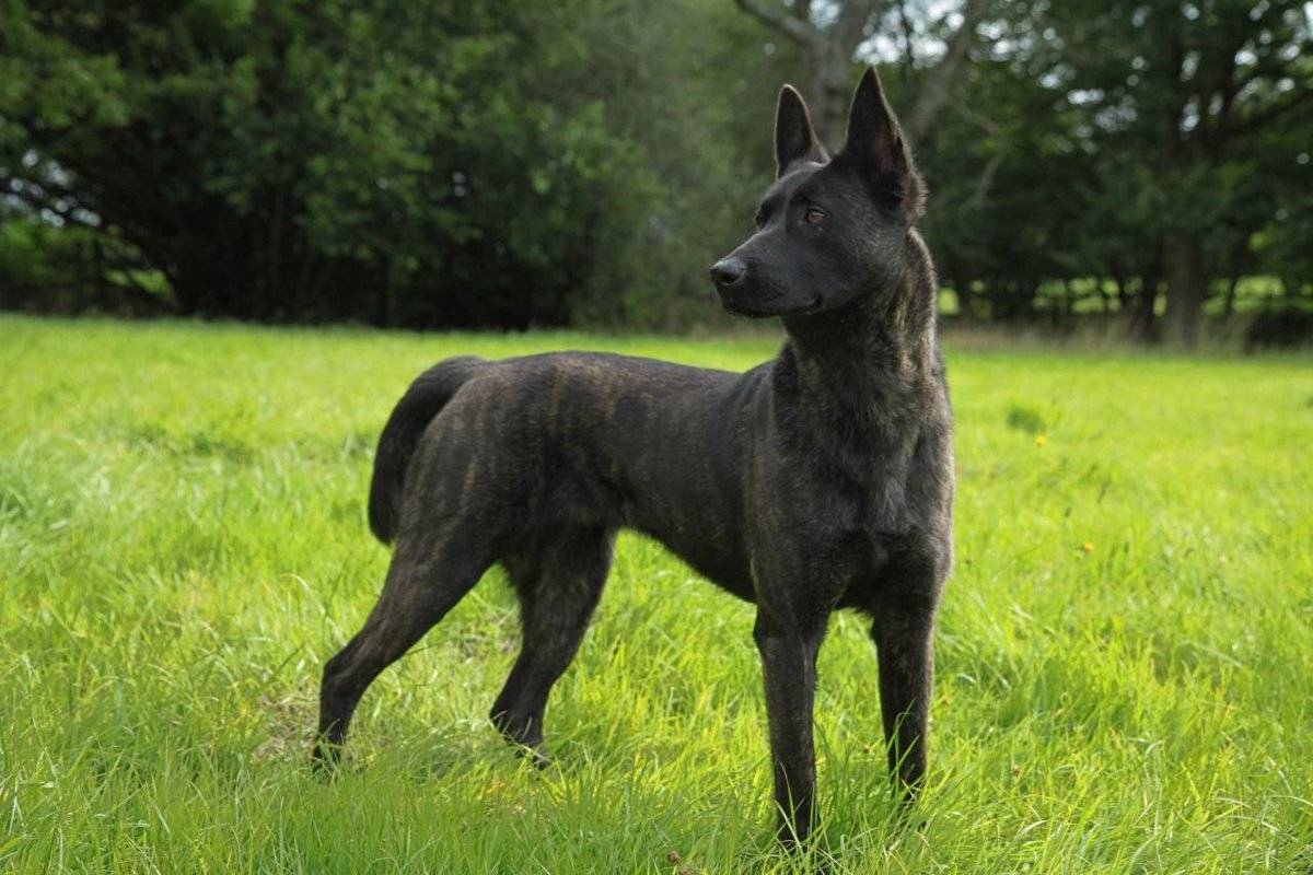 Порода собаки голландская овчарка характеристики, фото, характер, правила ухода и содержания - petstory