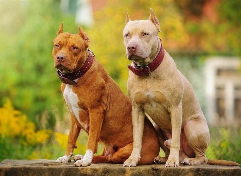Бойцовские собаки (фото): сочетание силы и преданности