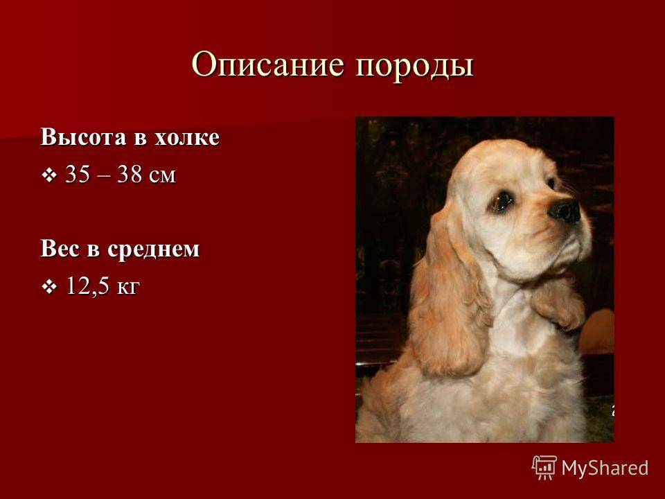 Порода собак папильон (континентальный той-спаниель) и ее характеристики с фото
