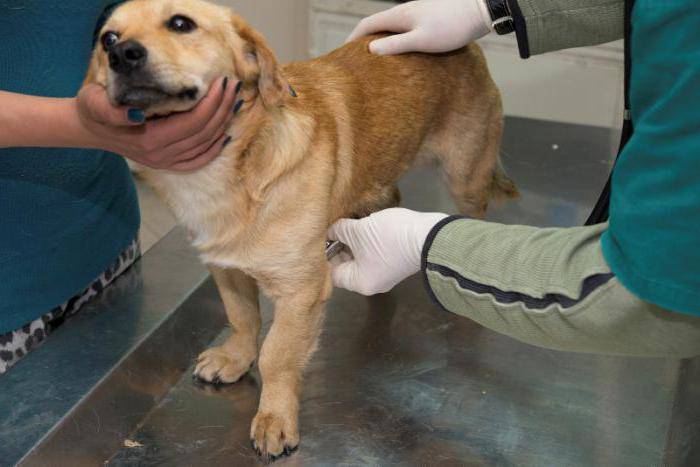 12 самых опасных болезней собак: признаки, симптомы и лечение - kotiko.ru