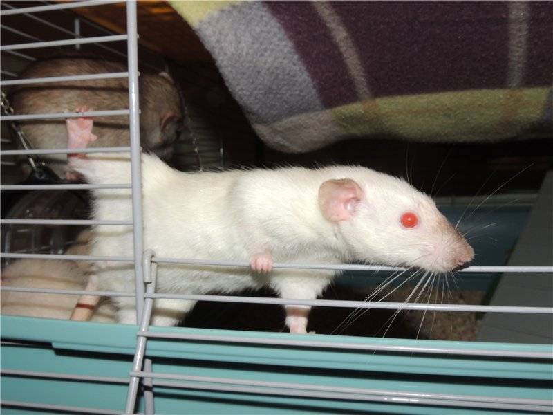 Что надо знать о содержании декоративных крыс в домашних условиях