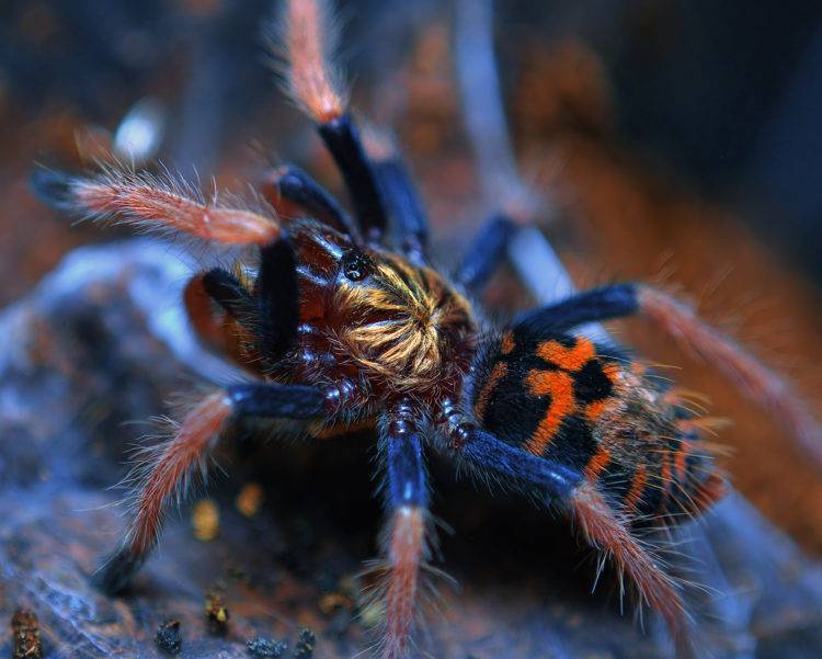 Виды домашних пауков, их полное описание и требования к содержанию