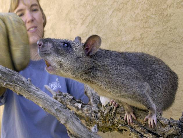 Необычный грызун из Африки: Гамбийская хомяковая крыса