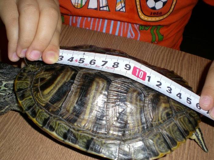 Среднеазиатская черепаха: содержание и уход в домашних условиях,фото,видео. | аквариумные рыбки