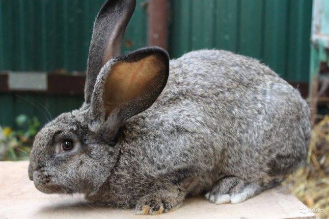Описание кроликов породы серый великан