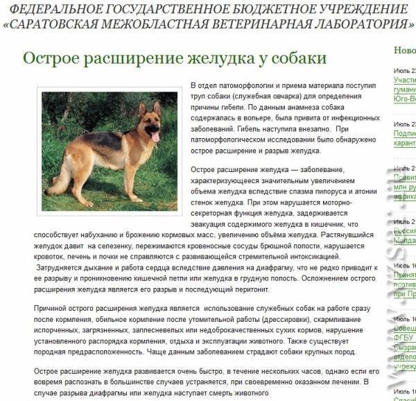 Как научить собаку команде фас | обучение