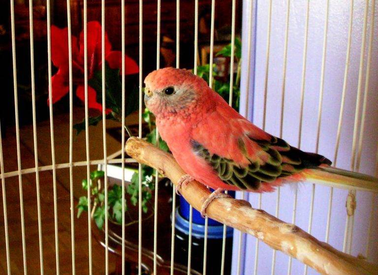 Розовогрудый кольчатый попугай (psittacula alexandri)