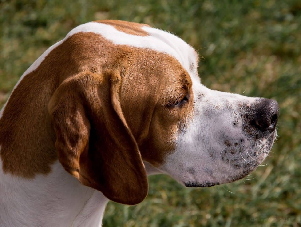 Описание английской породы собак пойнтер: внешность, поведение, дрессировка