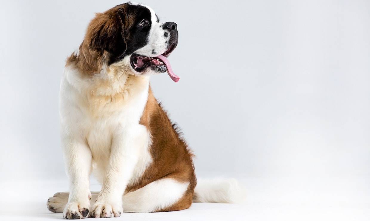 Лучшие тихие породы собак, которые меньше лают - hidogs.ru - породы собак, фото и описание
