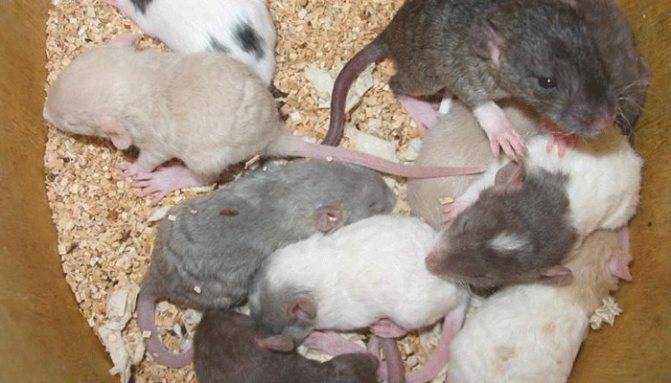 Выращивание осиротевших крысят. крысы
