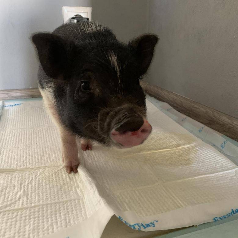 Мини-пиги, уход, содержание и питание миниатюрных свиней