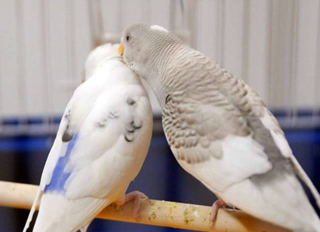 Размножение волнистых попугаев в домашних условиях (19 фото): когда проходит спаривание? сколько времени вынашивают и высиживают яйца?
