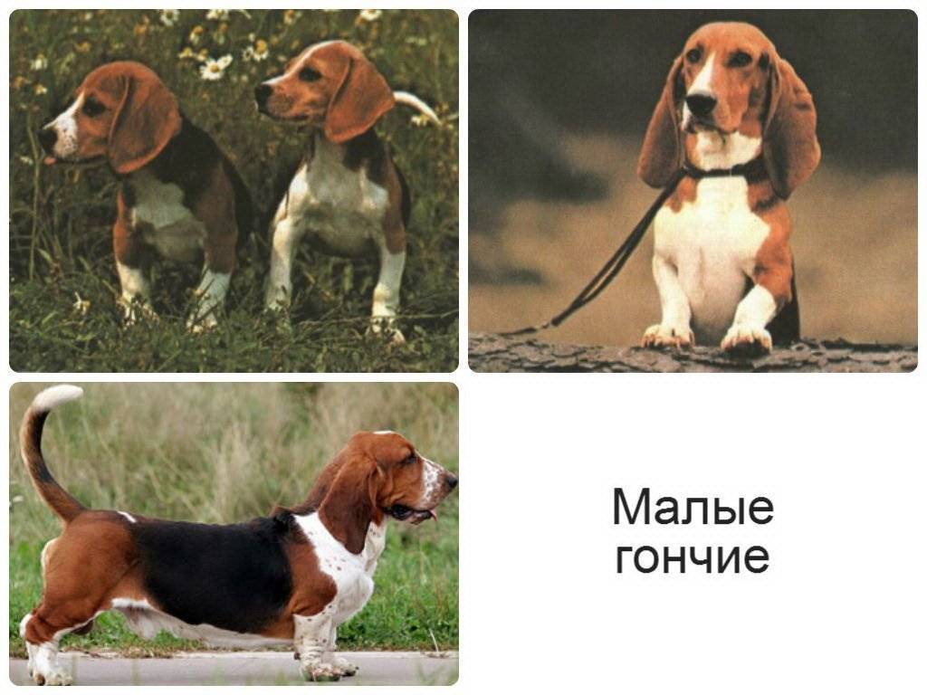 Породы охотничьих собак (с названиями и фотографиями) | все о собаках