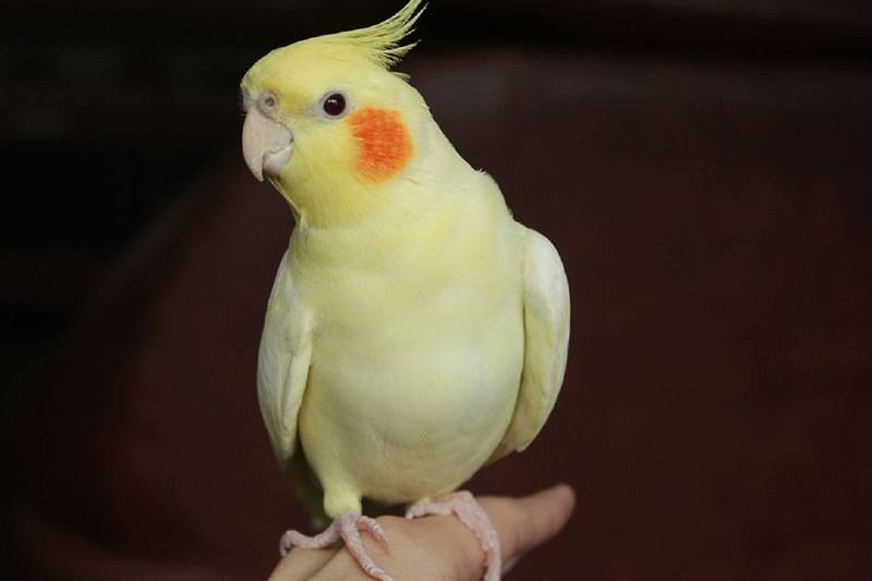 Желтый волнистый попугай, фото лютино