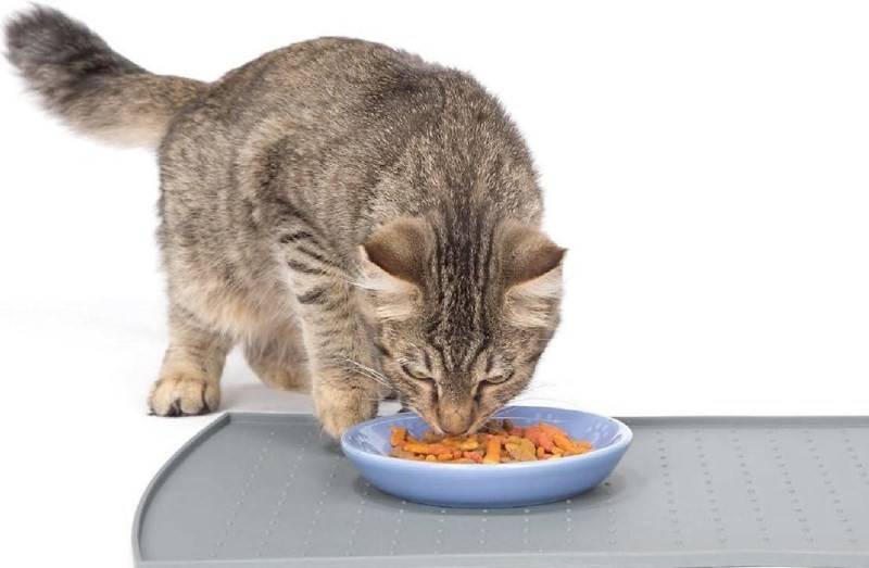 Как правильно и чем лучше кормить стерилизованную кошку в домашних условиях и чем нельзя