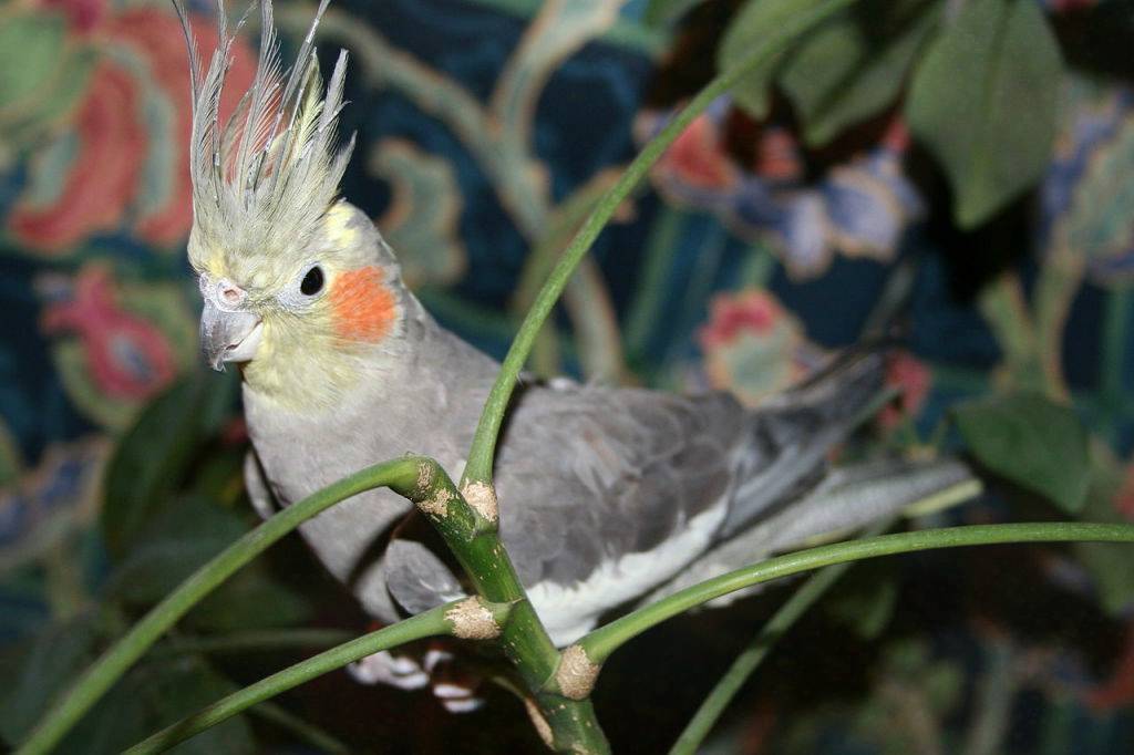 Попугай какаду — прекрасная птица, компаньон и друг