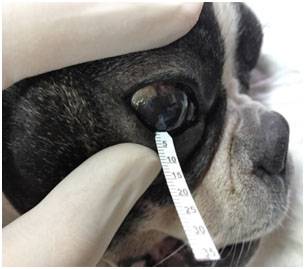 Статьи и акции ветеринарной клиники «dr.vetson»: шейная дископатия (межпозвоночная грыжа) у собак