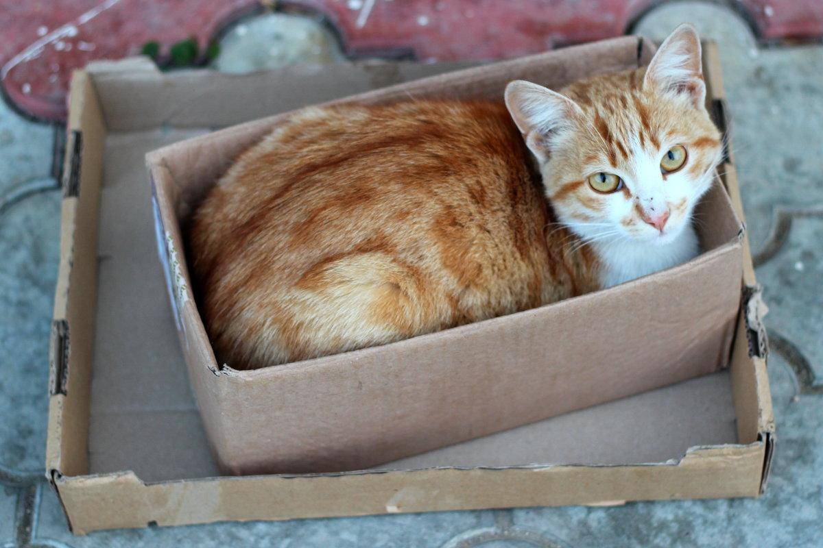 Почему коты любят коробки: правда и мифы